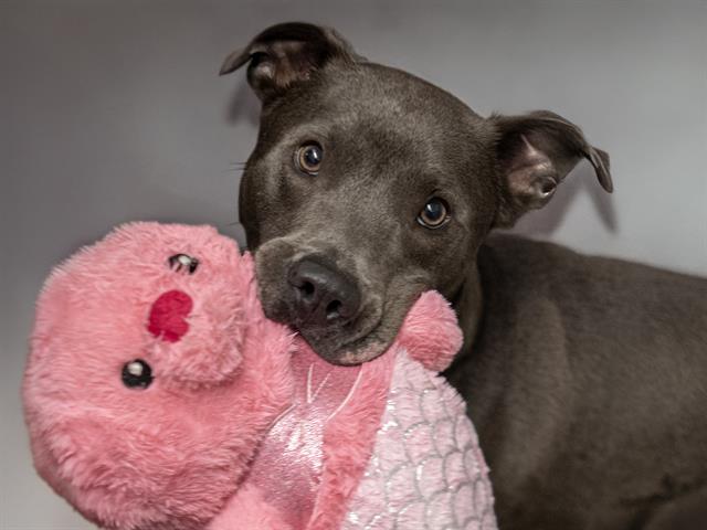 Creed - Male - Pit Bull