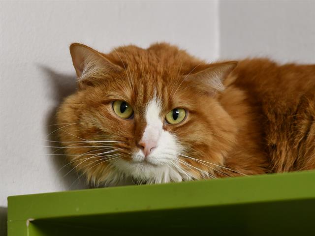 Luna - Female - Domestic SH