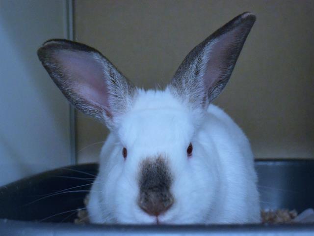 Rufus - Male - Himalayan Rbt