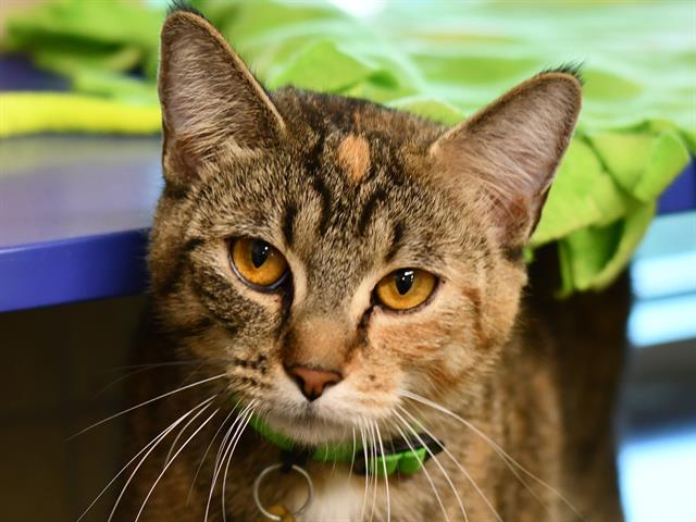 Nala - Female - Domestic SH-Mix