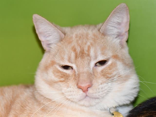 Simba - Male - Domestic SH-Mix