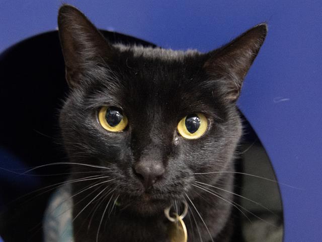 Nyx - Female - Domestic SH