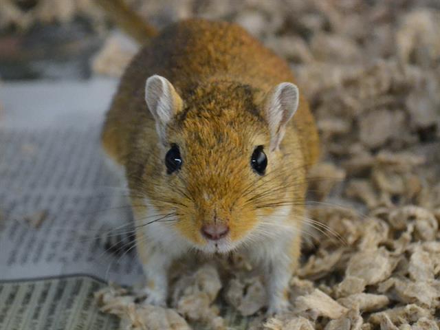 Jarvis - Male - Gerbil