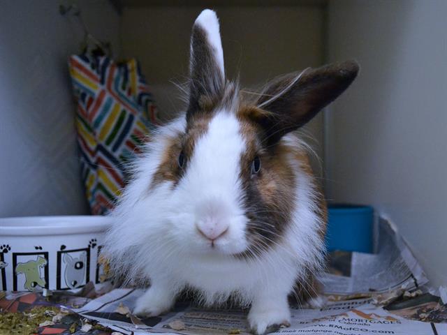 Snuggles - Female - Lionhead-Dwarf