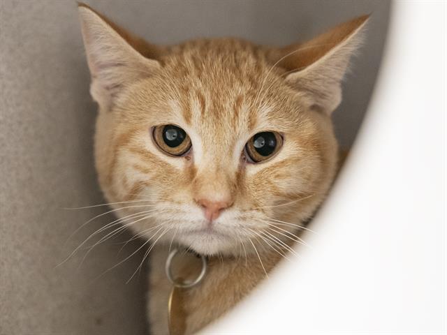 Moana - Female - Domestic SH