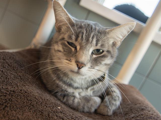 Mitchell - Female - Domestic SH