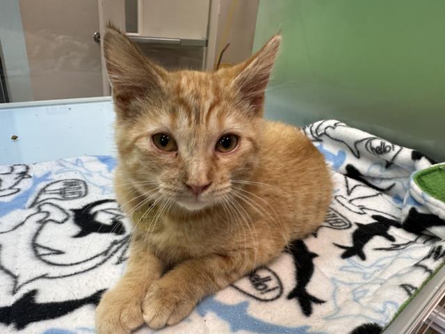 Jasper - Male - Domestic SH