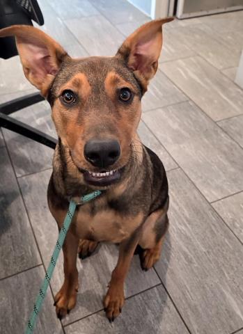 Nugget - Male - German Shepherd-Mix