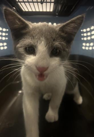 Huey - Male - Domestic SH