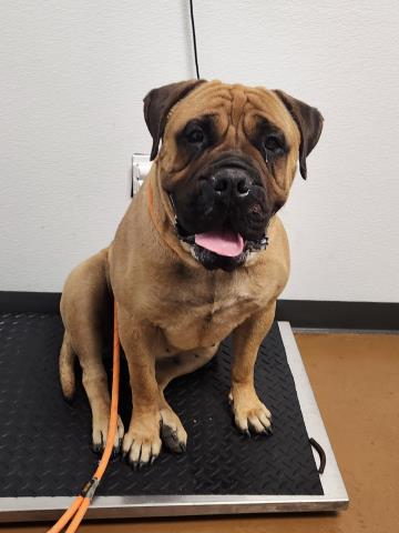 Friday - Female - Mastiff-Mix
