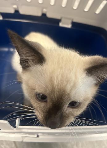 Dutch - Male - Siamese