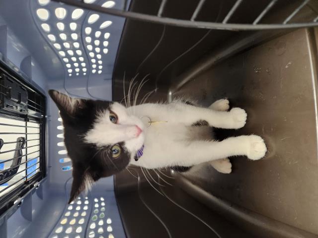 Slim Jim - Male - Domestic SH