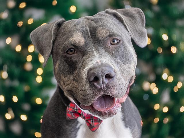 Milo - Male - Pit Bull