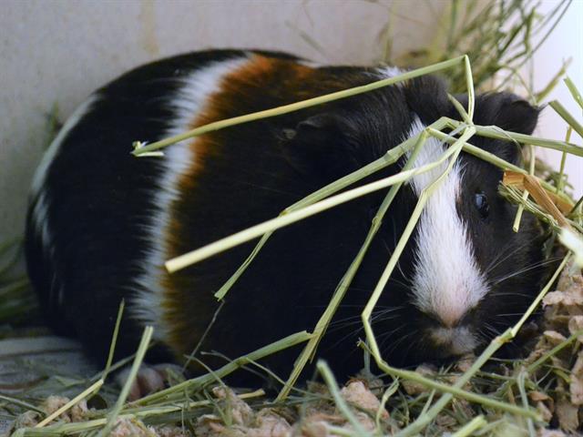 Aldo - Male - Guinea Pig
