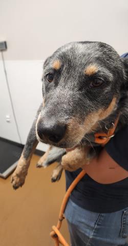 Sugar Bear - Male - Australian Cattle Dog