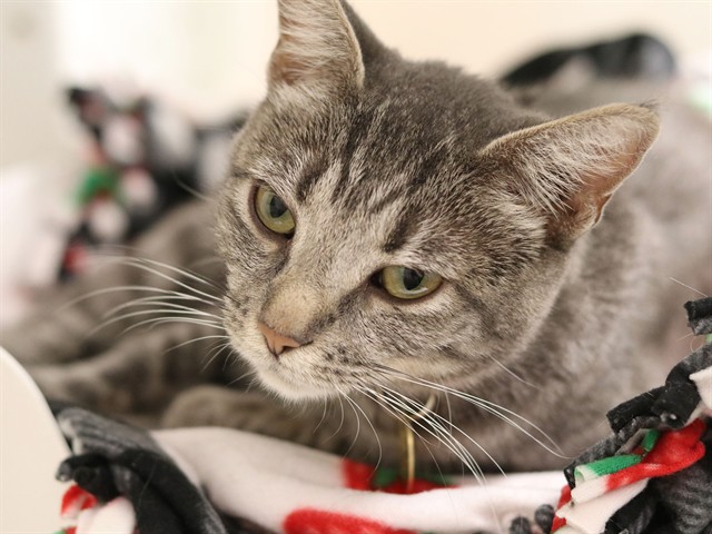 Rosie - Female - Domestic SH