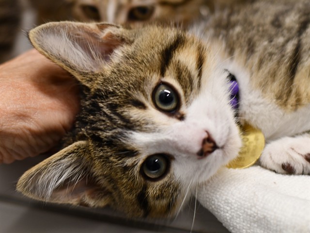 Atlas - Male - Domestic SH