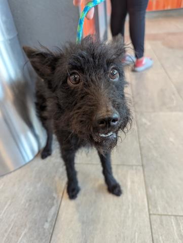 Moonlight - Male - Terrier