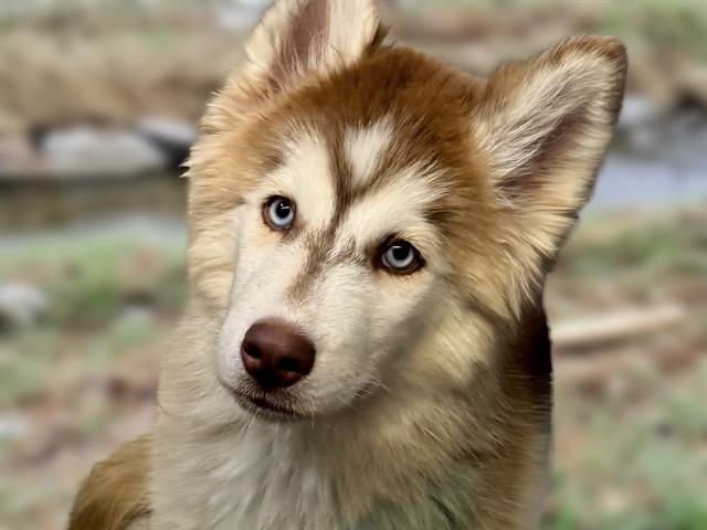 Jetwing - Male - Siberian Husky