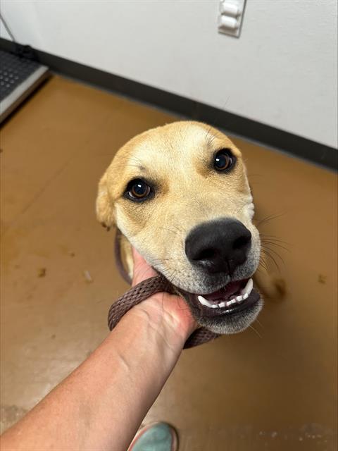 Vader - Male - Boxer-Mix