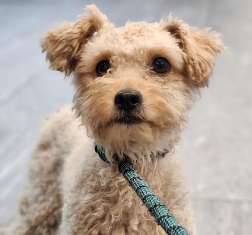 Babs - Female - Miniature Poodle-Mix