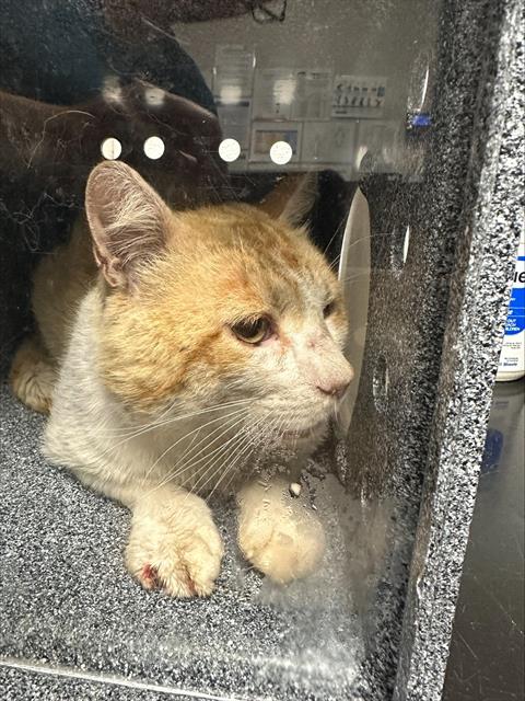 Booger - Male - Domestic SH