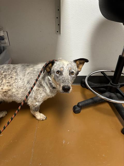 Momiji - Female - Australian Cattle Dog