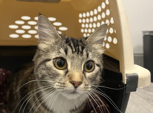 Emerald - Female - Domestic LH