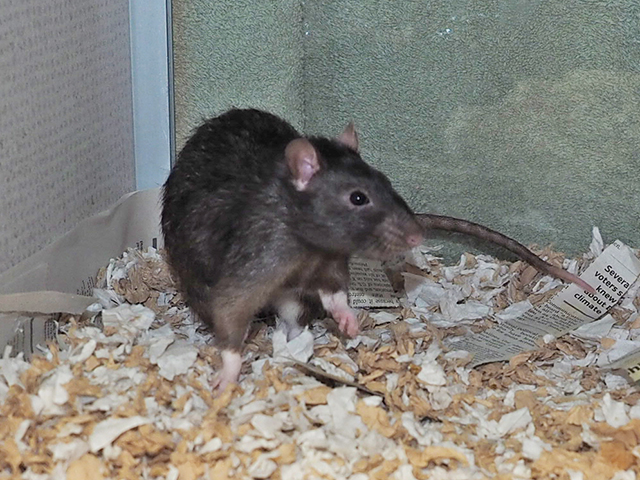 Odin - Male - Rat