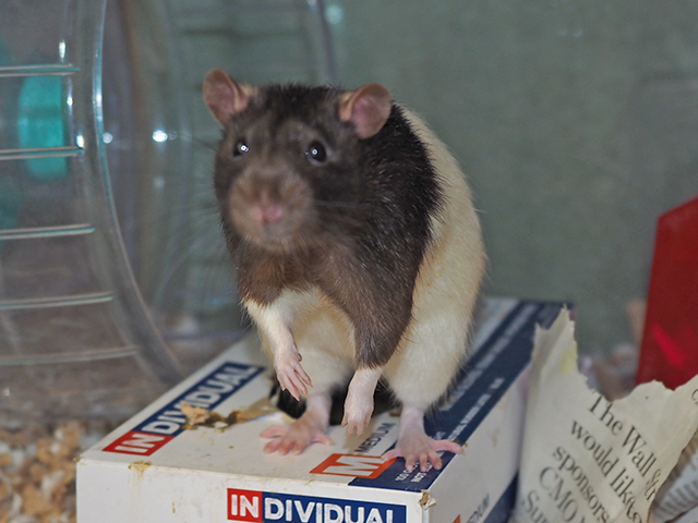 Loki - Male - Rat