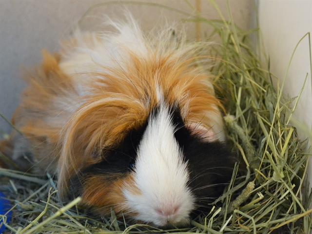 Andy - Female - Guinea Pig