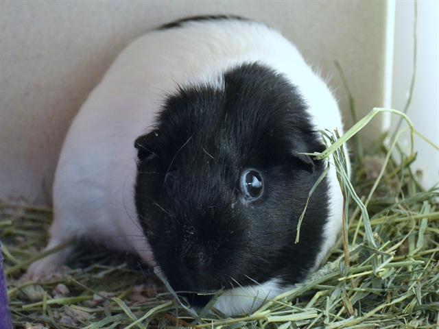 Cookie - Female - Guinea Pig
