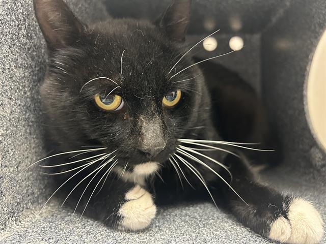 Oscar - Male - Domestic SH