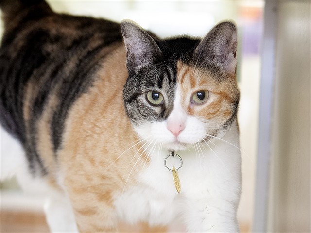 Kitty - Female - Domestic SH