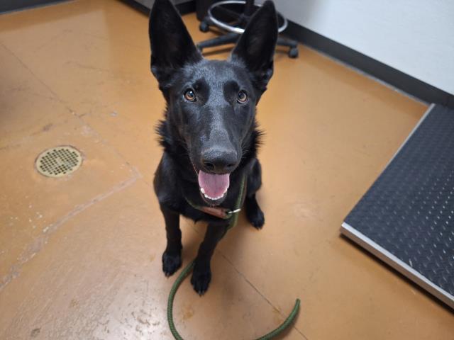 Radish - Female - German Shepherd-Mix