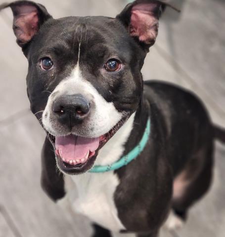Millie - Female - Pit Bull