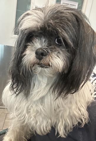 Jan - Female - Shih Tzu