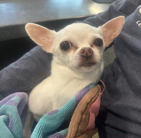 Nancy - Female - Chihuahua