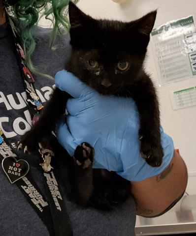 Onyx - Female - Domestic SH