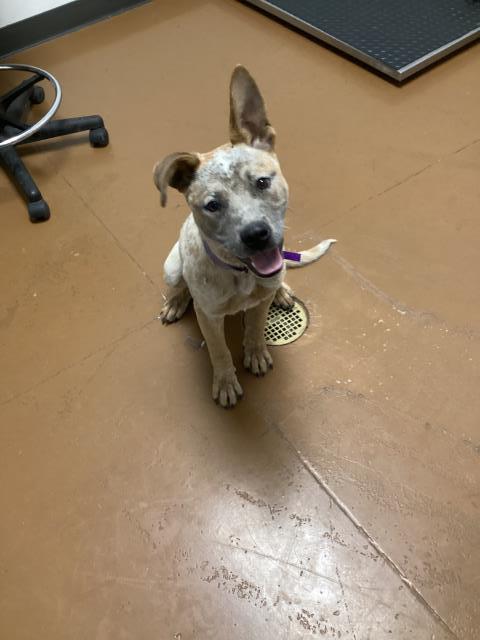 Ozzytheaussie - Male - Australian Cattle Dog-Mix