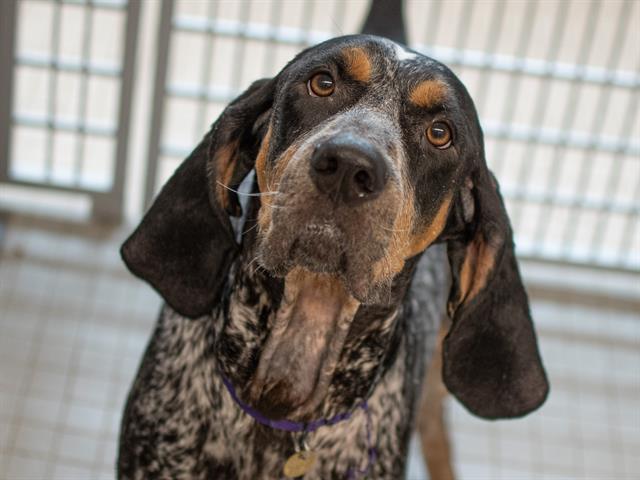 Murphy - Male - Coonhound