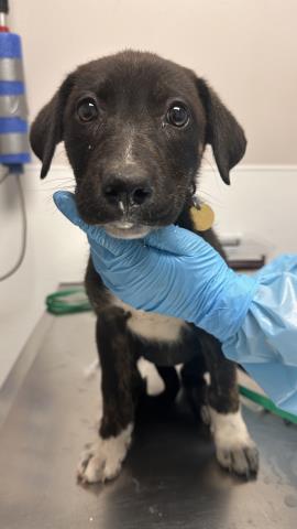 Hortensia - Female - German Shepherd-Border Collie