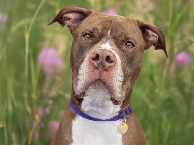 Buddy - Male - Pit Bull