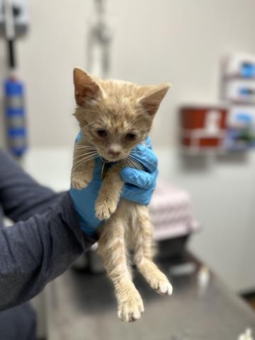 Kj - Female - Domestic SH