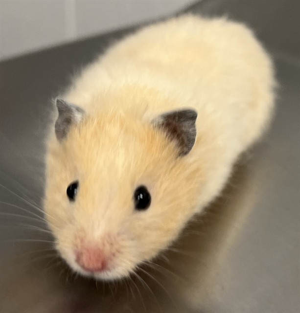 Helen - Female - Teddy Bear