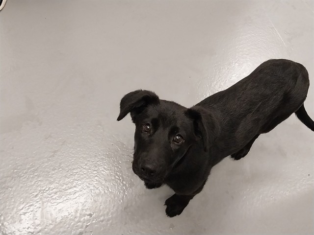 Kilimanjaro - Female - Labrador Retriever