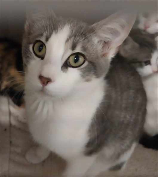 Denali - Male - Domestic SH