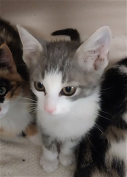 Rainier - Female - Domestic SH
