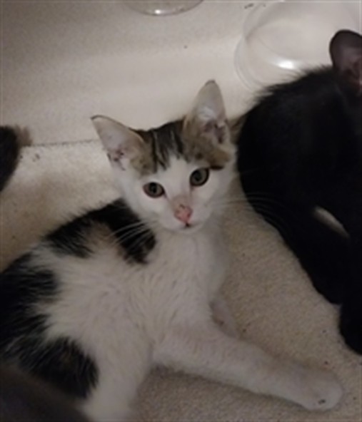Mckinley - Female - Domestic SH