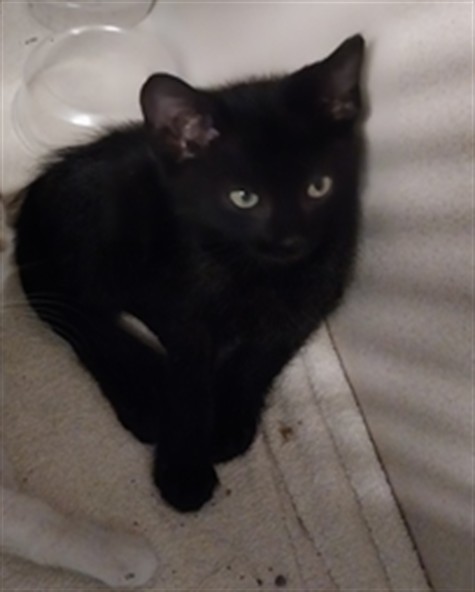 Everest - Male - Domestic SH